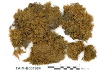 藏品(灰苔屬)的圖片